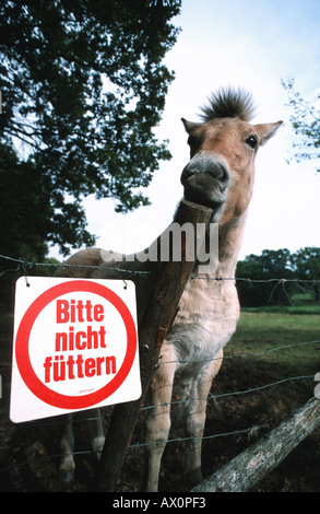 Haflinger-Pferd (Equus Przewalskii F. Caballus), Fohlen, hinter dem Schild, Deutschland, Hessen Stockfoto