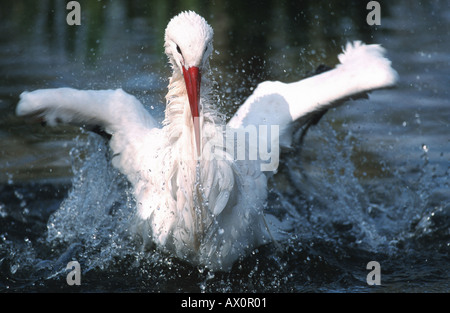 Weißstorch (Ciconia Ciconia), Altvogel, Baden, Deutschland, Hessen Stockfoto