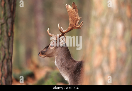 Damhirsch (Dama Dama, Cervus Dama), Männlich, hinter einem Baum, Deutschland, Hessen Stockfoto