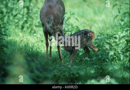 Reh (Capreolus Capreolus), weibliche Reh lecken Stockfoto
