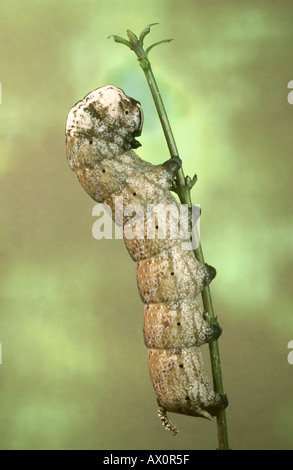 Tod-Kopf Hawkmoth (Acherontia Atropos), Caterpillar, braun Individuum. Stockfoto