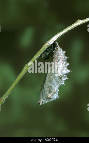 Camberwell Schönheit (Nymphalis Antiopa), Puppe Bühne. Stockfoto