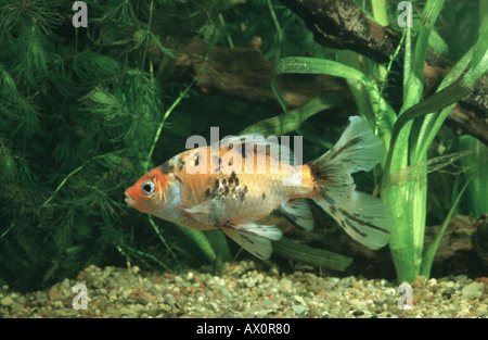 Goldfische, Karpfen (Carassius Auratus), Shubunkin Zucht form Stockfoto