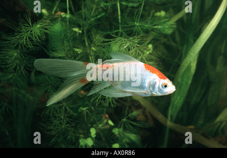 Goldfische, Karpfen (Carassius Auratus), Comet Zucht form Stockfoto