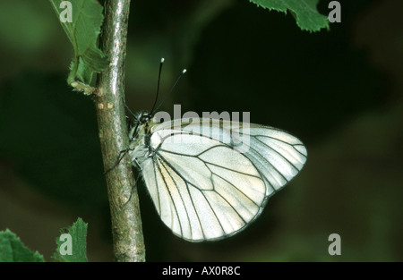 Schwarz-veined weiß (Aporia Crataegi), sitzt auf einem Zweig Stockfoto