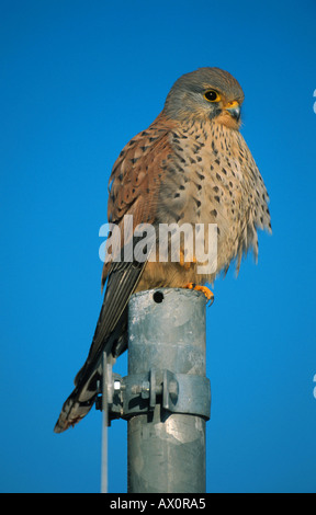 Turmfalken (Falco Tinnunculus), sitzen auf Pole, Deutschland, Bayern, Muenchen Stockfoto