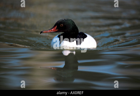 Gänsesäger (Mergus Prototyp), Männlich, Deutschland Stockfoto