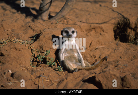 Suricate, schlank-tailed Erdmännchen (Suricata Suricatta), liegen auf dem Rücken, Namibia Stockfoto