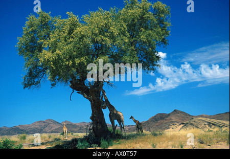 Giraffe (Giraffa Plancius), Familie unter großen Kamel Dornes, Namibia, Hoanib Fluss Stockfoto