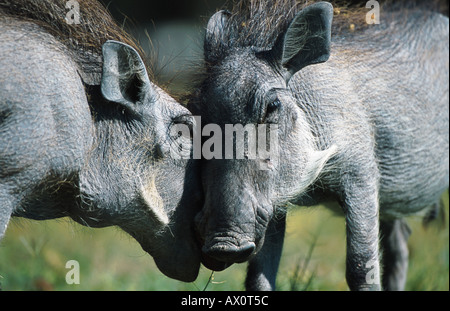 Cape-Warzenschwein, Somali Warzenschwein, Wüste Warzenschwein (Phacochoerus Aethiopicus), junge Menschen, Namibia Stockfoto