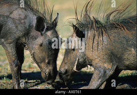 Kap-Warzenschwein, Somali Warzenschwein, Wüste Warzenschwein (Phacochoerus Aethiopicus), junge Tiere kämpfen, Namibia Stockfoto