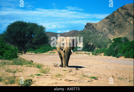 Wüste-Wohnung Elefant, Afrikanischer Elefant (Loxodonta Africana Africana), Stier in einem trockenen Flussbett, Namibia, Kaokoveld, Hoanib Ri Stockfoto