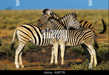 Gemeinsamen Zebra (Equus Quagga), Familie, Namibia, Etosha NP Stockfoto