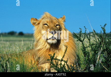 Löwe (Panthera Leo), Porträt, Südafrika, Kalahari Gemsbok Np Stockfoto