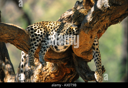 Leopard (Panthera Pardus), schlafen auf einem Baum, Namibia Stockfoto