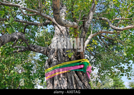 Stücke des Tuches gebunden um einen Bodhibaum, Wat Arun (Tempel der Morgenröte), Bangkok, Thailand, Südostasien Stockfoto