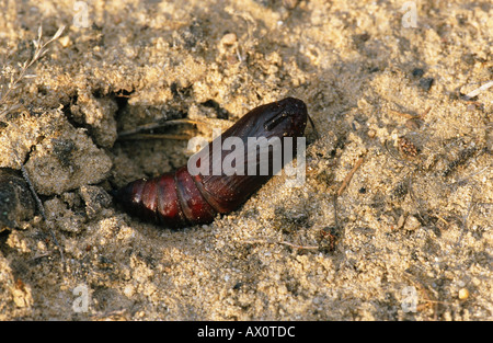 Kiefer-Hawkmoth (Hyloicus Pinastri, Sphinx Pinastri), Nymphe, Deutschland, Potsdam Stockfoto