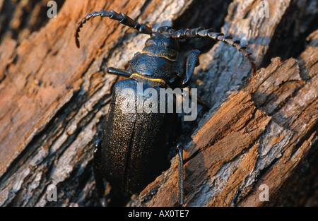 Prionus Longhorn Beetle (größere britische Longhorn) (Prionus Coriarius), Deutschland, Potsdam Stockfoto