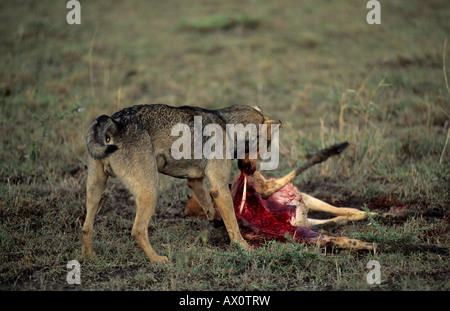 Haushund (Canis Lupus Familiaris) Tötung eines Kalbes Topi (Damaliscus Korrigum Jimela) Stockfoto