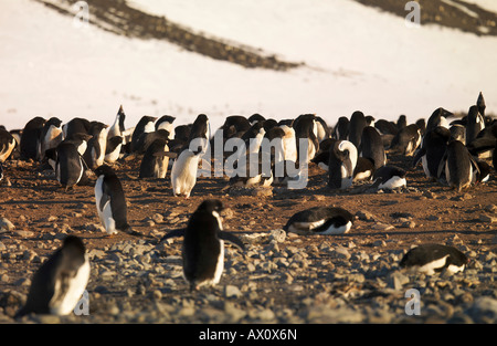 Adelie Penguin (Pygoscelis Adeliae) Kolonie auf Franklin Island, Antarktis Stockfoto