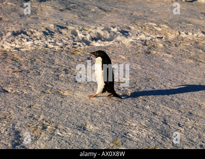 Adelie Penguin (Pygoscelis Adeliae), Franklin-Insel, Antarktis Stockfoto