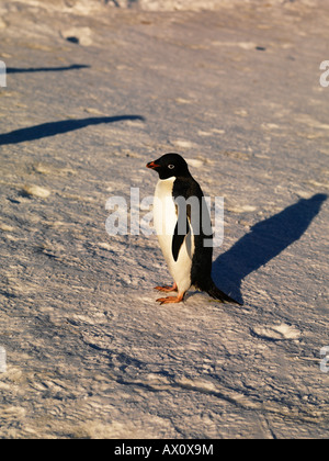 Adelie Penguin (Pygoscelis Adeliae), Franklin-Insel, Antarktis Stockfoto