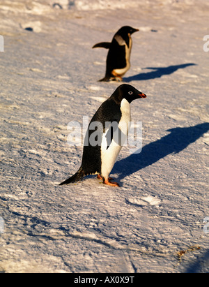 Adelie Penguin (Pygoscelis Adeliae), Franklin-Insel, Antarktis Stockfoto