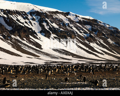 Adelie Penguin (Pygoscelis Adeliae) Kolonie, Franklin-Insel, Antarktis Stockfoto