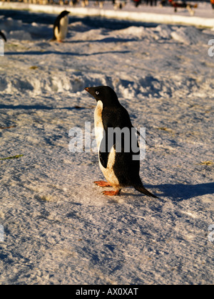 Adelie Penguin (Pygoscelis Adeliae), Franklin-Insel, Antarktis Stockfoto