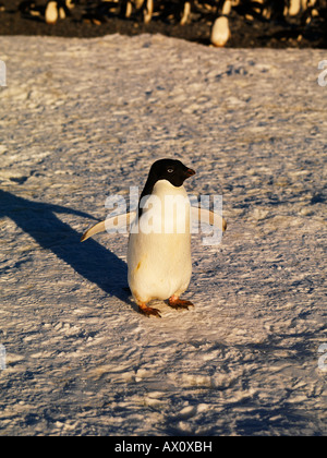 Adelie Penguin (Pygoscelis Adeliae), Franklin-Insel, Antarktis Stockfoto