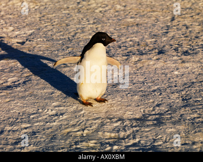 Adelie Penguin (Pygoscelis Adeliae), Franklin-Insel, Antarktis Stockfoto