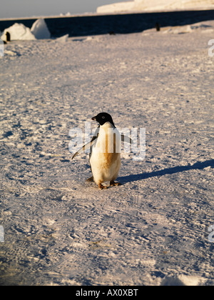 Adelie Penguin (Pygoscelis Adeliae), Franklin-Insel, Antarktis Stockfoto