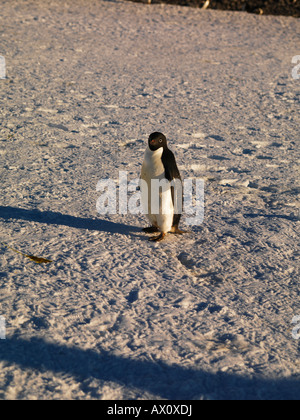 Adelie Penguin (Pygoscelis Adeliae), Franklin-Insel, Antarktis Stockfoto