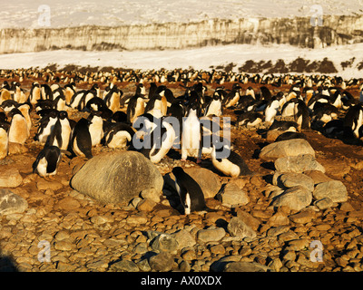 Adelie Penguin (Pygoscelis Adeliae) Kolonie, Franklin-Insel, Antarktis Stockfoto