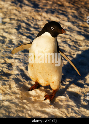 Adelie Penguin (Pygoscelis Adeliae), Franklin-Insel, Antarktis Stockfoto