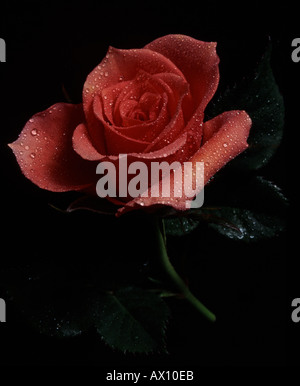 Rosa rose mit schwarzem Hintergrund und Wassertropfen Stockfoto