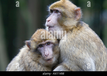 Zwei Berberaffen (Macaca Sylvanus) sitzen dicht nebeneinander, Daun Zoo, Vulkaneifel, Rheinland-Pfalz, Deutschland, Euro Stockfoto