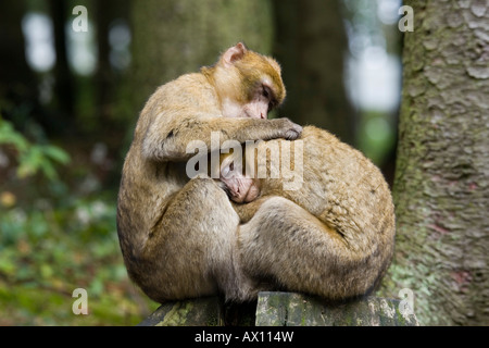 Zwei Berberaffen (Macaca Sylvanus) Pflege Daun Zoo, Vulkaneifel, Rheinland-Pfalz, Deutschland, Europa Stockfoto