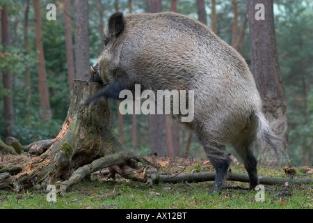 Wildschwein (Sus Scrofa) stützte sich in Baumstumpf auf der Suche nach Nahrung, Daun Zoo, Vulkaneifel, Deutschland, Europa Stockfoto