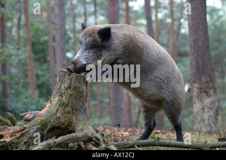 Wildschwein (Sus Scrofa) stützte sich in Baumstumpf auf der Suche nach Nahrung, Daun Zoo, Vulkaneifel, Deutschland, Europa Stockfoto