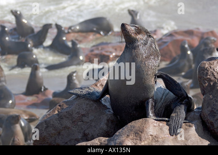 Kap-Seebär (Arctocephalus percivali), kratzen, Cape Cross, Atlantikküste, Namibia Stockfoto