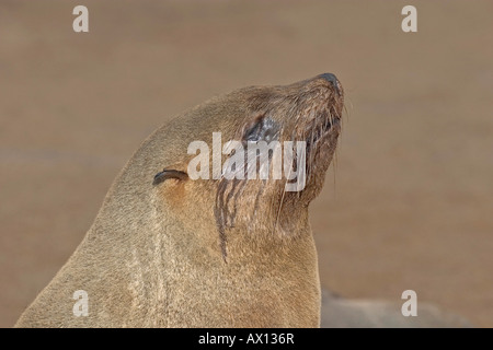 Kap-Pelz-Dichtung (Arctocephalus percivali), Porträt, Cape Cross, Atlantikküste, Namibia Stockfoto