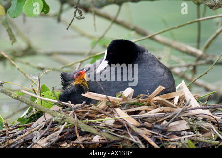 Eurasische Blässhuhn (Fulica Atra) mit Küken auf dem Nest, Vulkaneifel, Deutschland Stockfoto