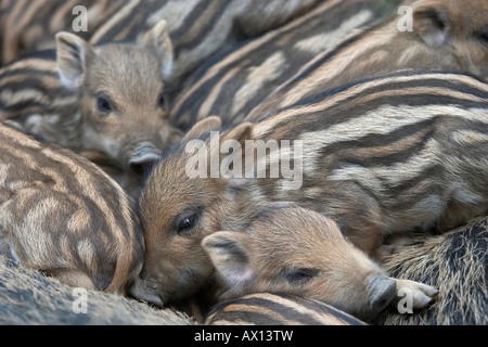 Wildschwein (Sus Scrofa) Shoats drängten sich eng zusammen, Daun Zoo, Vulkaneifel, Deutschland, Europa Stockfoto