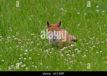 Rotfuchs (Vulpes Vulpes) in den Rasen, Vulkaneifel, Deutschland, Europa Stockfoto