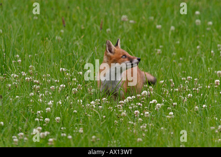 Rotfuchs (Vulpes Vulpes) in den Rasen, Vulkaneifel, Deutschland, Europa Stockfoto