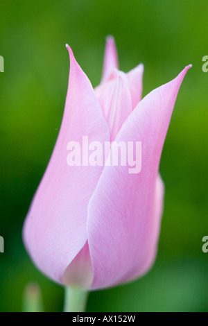 Detail-Aufnahme einer Sterne Tulpe, Vulkaneifel, Deutschland, Europa Stockfoto
