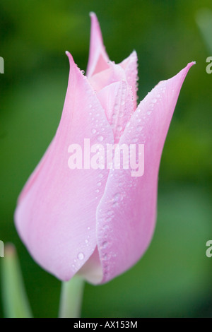 Detail-Aufnahme einer Sterne Tulpe, Vulkaneifel, Deutschland, Europa Stockfoto