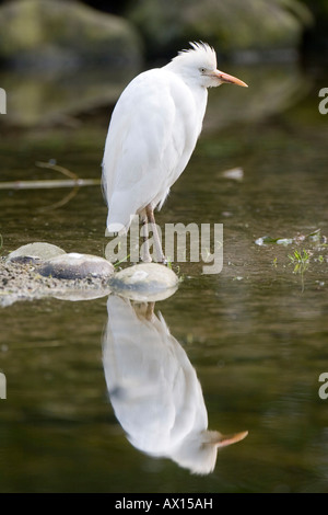 Kuhreiher (Bubulcus Ibis), Zoo Rheine, Nordrhein-Westfalen, Deutschland, Europa Stockfoto