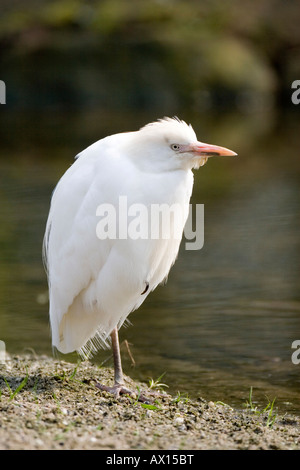 Kuhreiher (Bubulcus Ibis), Zoo Rheine, Nordrhein-Westfalen, Deutschland, Europa Stockfoto